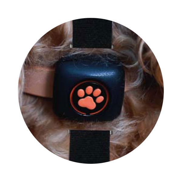 Brand Strap for PitPat Dog Activity - PitPat