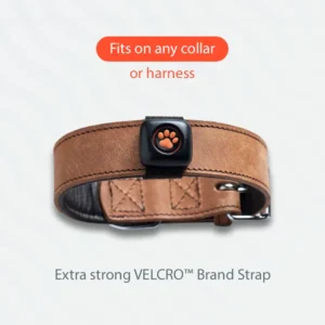 Fits any collar or harness