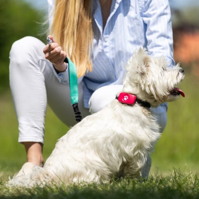 gps pink outdoors stationary sitting with owner getting taken off lead west highland terrier