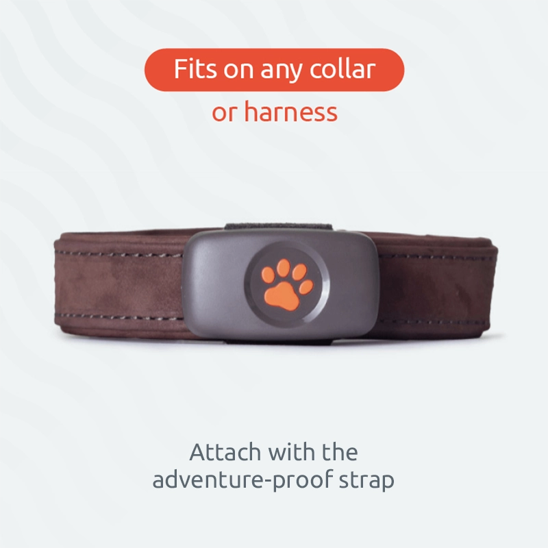 Fits on any collar or harness. Attach with the adventure-proof strap