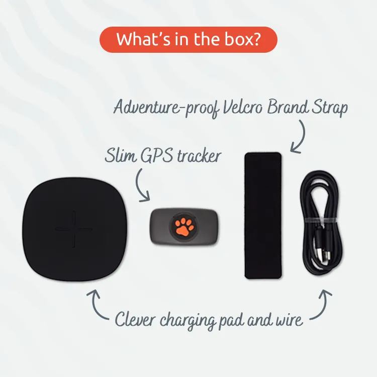 Pitpat dog tracker best sale