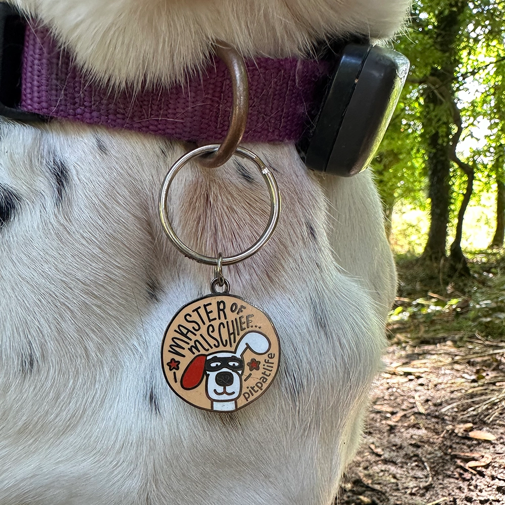 Close up of dog wearing Hard enamel dog tag with master of mischief design