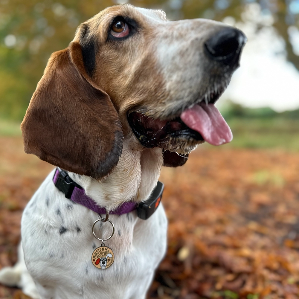 Beagle dog wearing a Hard enamel dog tag with master of mischief design